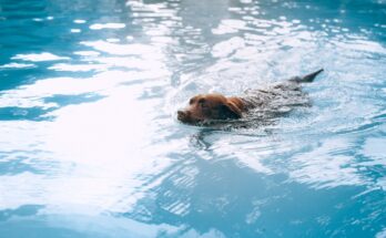 hondenplons zwembad dijnselburg