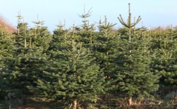 dorspboerderij de brink kerstbomen