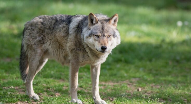 wolf leusden zeist