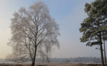 kerstfeest heidestein wolf